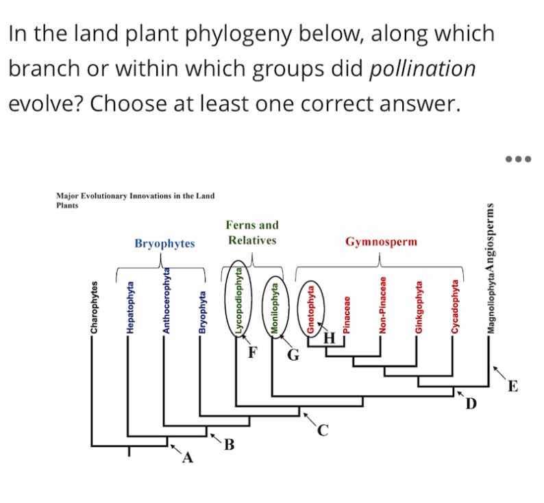 Solved In the land plant phylogeny below, along which branch