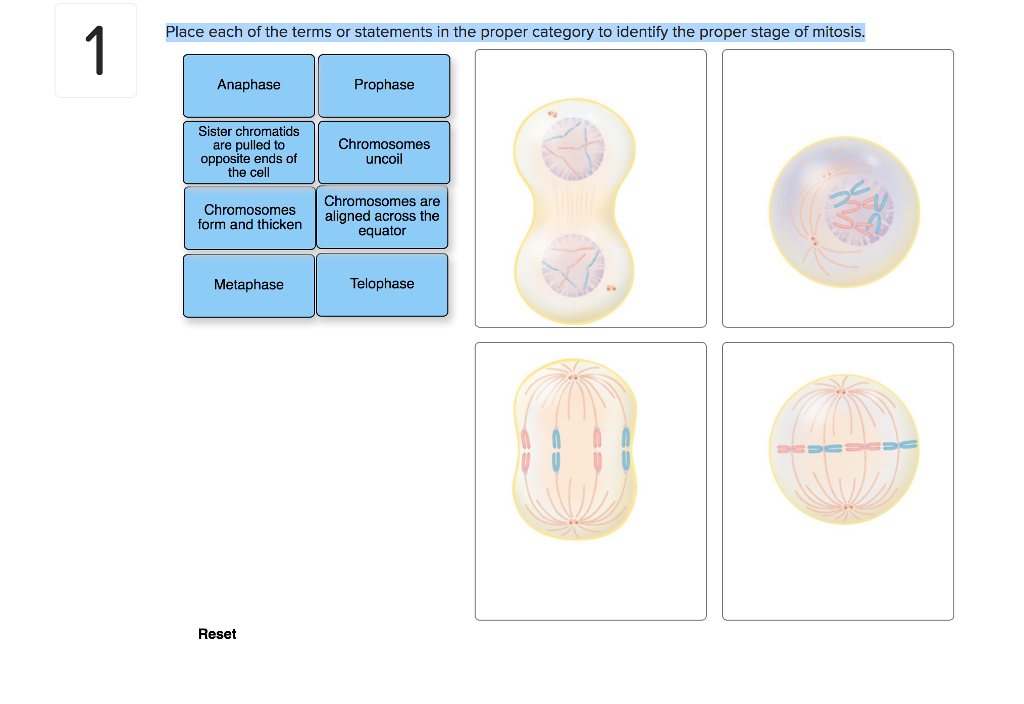 Cell Division Mitosis And Meiosis Owlcation