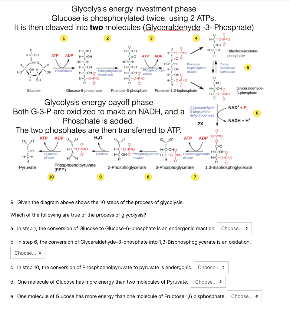 Solved Hoch Hacoh Cao U U Ho Glycolysis Energy Investment Chegg Com