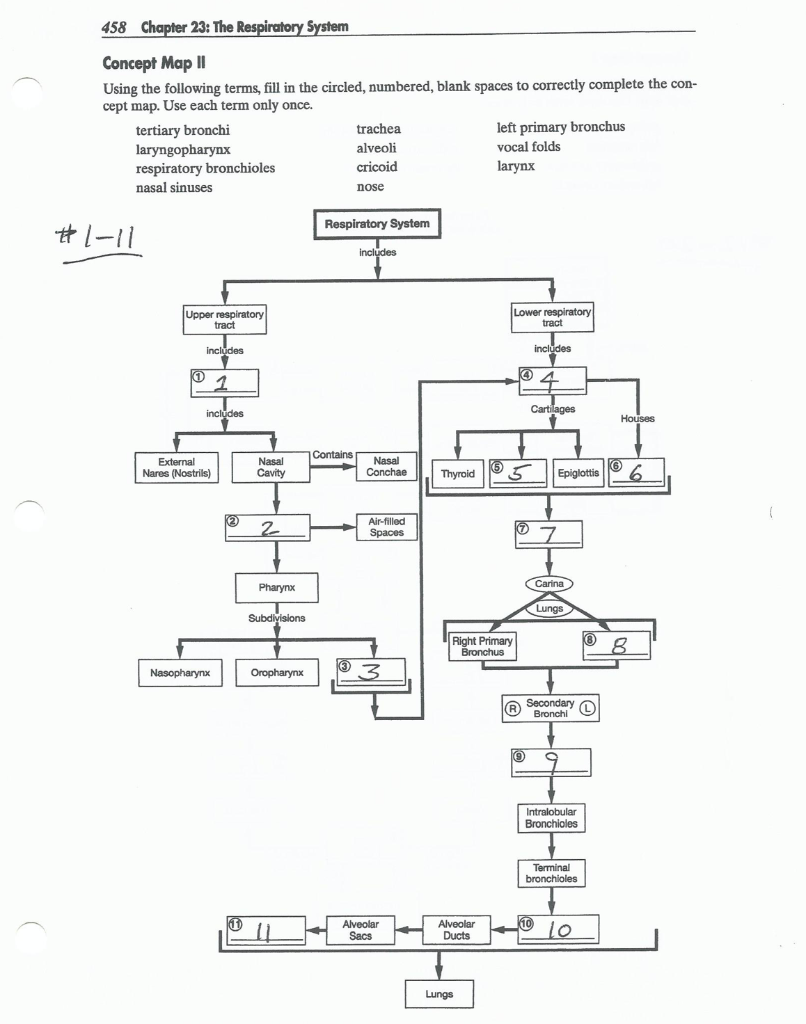 respiratory system concept map