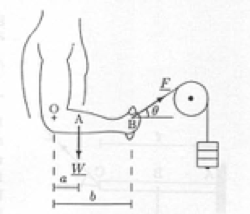 Solved How much torque does the muscle needs to apply to | Chegg.com