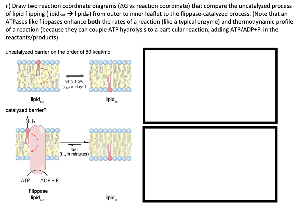 Solved ii) Draw two reaction coordinate diagrams ( ΔG vs | Chegg.com