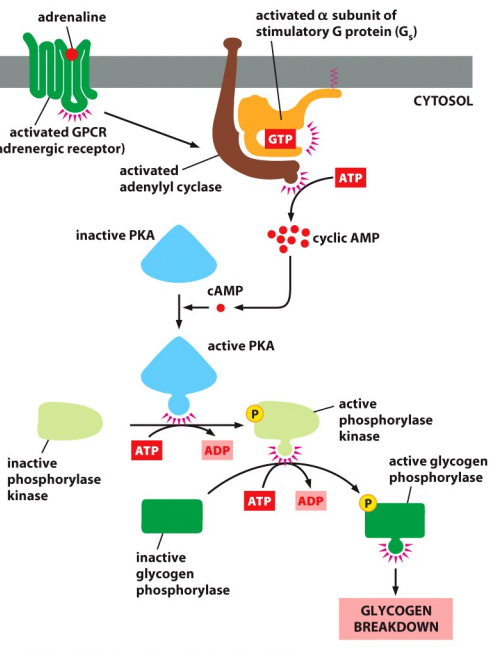 Solved Write the main steps of this diagram or process (A | Chegg.com