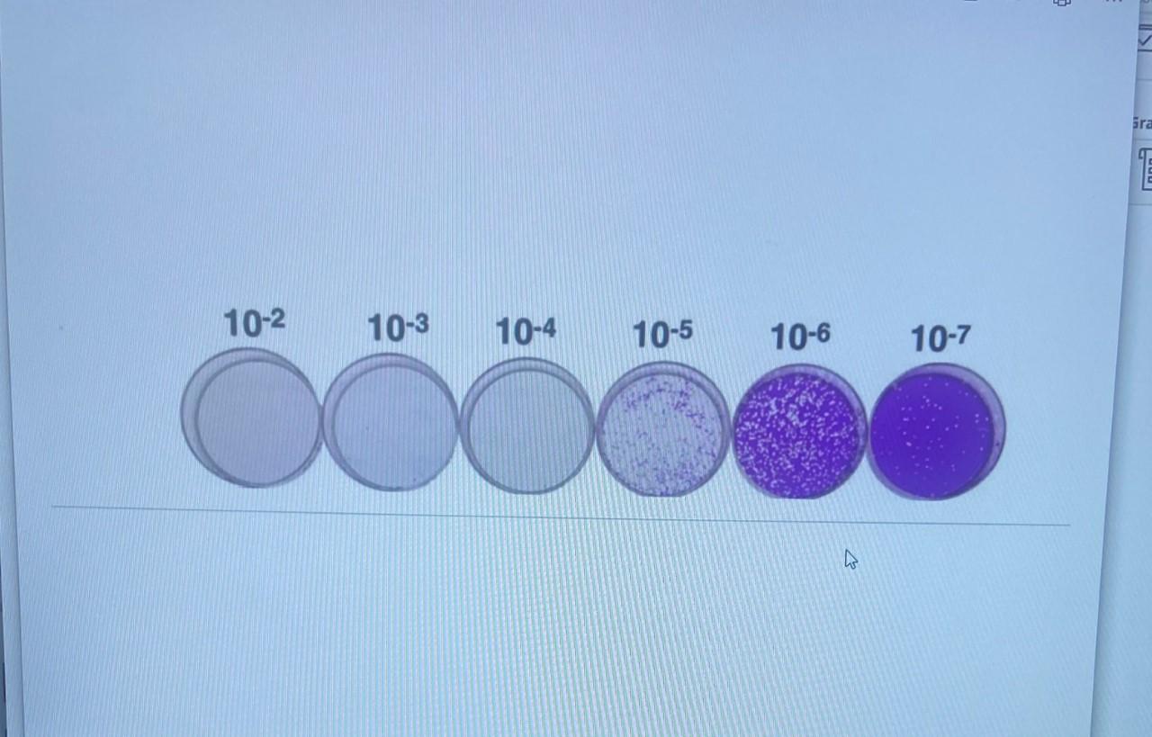 Solved plaque assay photo.JPG 1. Why is the pour plate