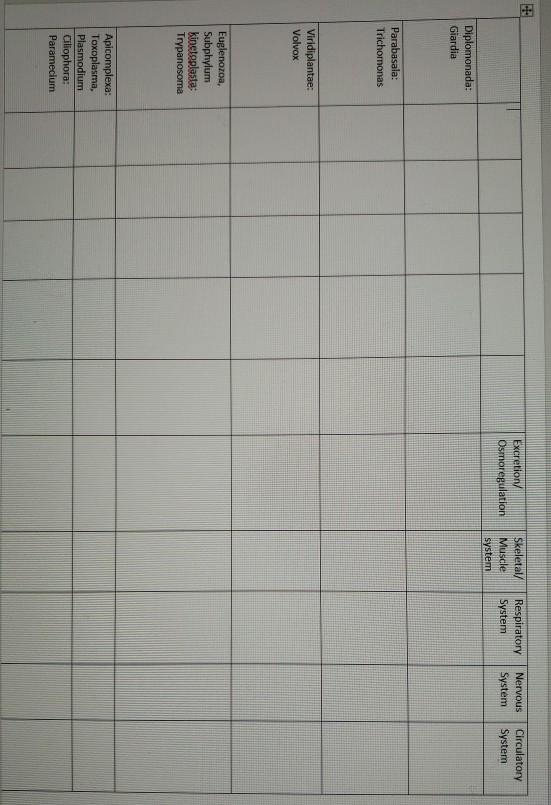 need help filling in this phylum chart there is no | Chegg.com