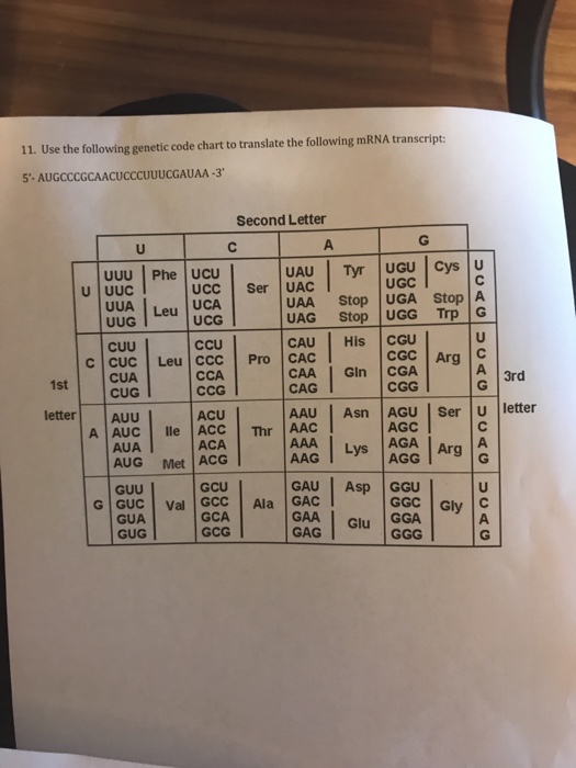 Solved 11. Use the following genetic code chart to translate | Chegg.com
