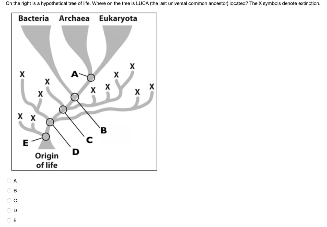 Solved On the right is a hypothetical tree of life. Where on | Chegg.com