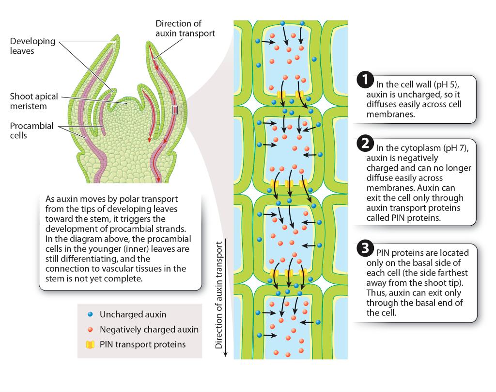 Solved Consider the figure shown. What phenotypic effects | Chegg.com