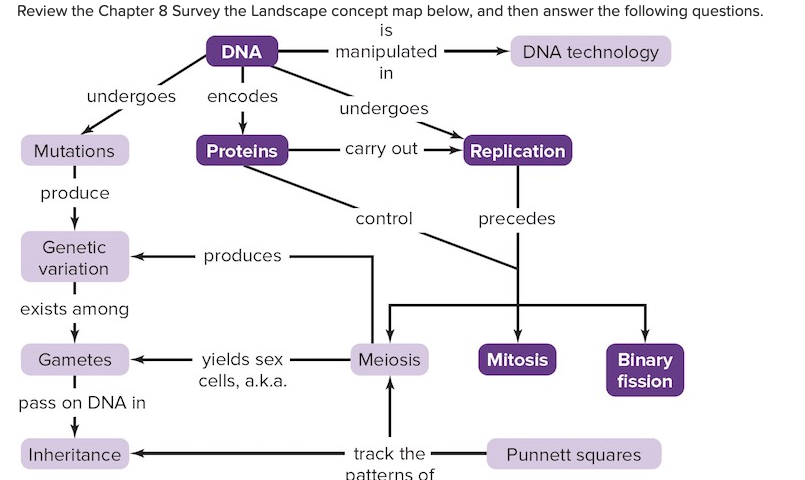 Solved The Concept Map Shows That Proteins Carry Out Dna