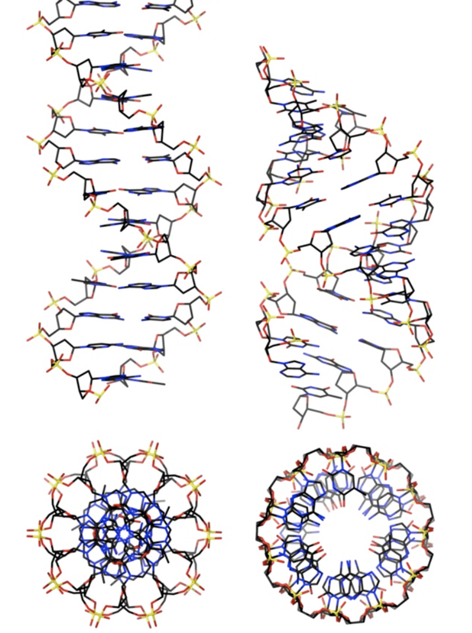 Solved The Diagram Below Is Of Equivalent Sequence Lengths Chegg Com