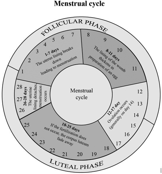 Definition Of Menstrual Cycle Chegg