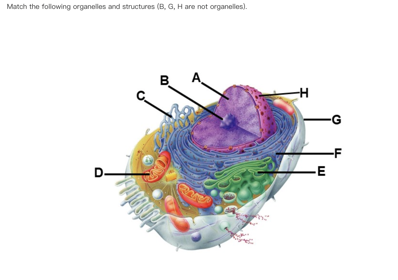 Solved Match the following organelles and structures ( B,G,H | Chegg.com
