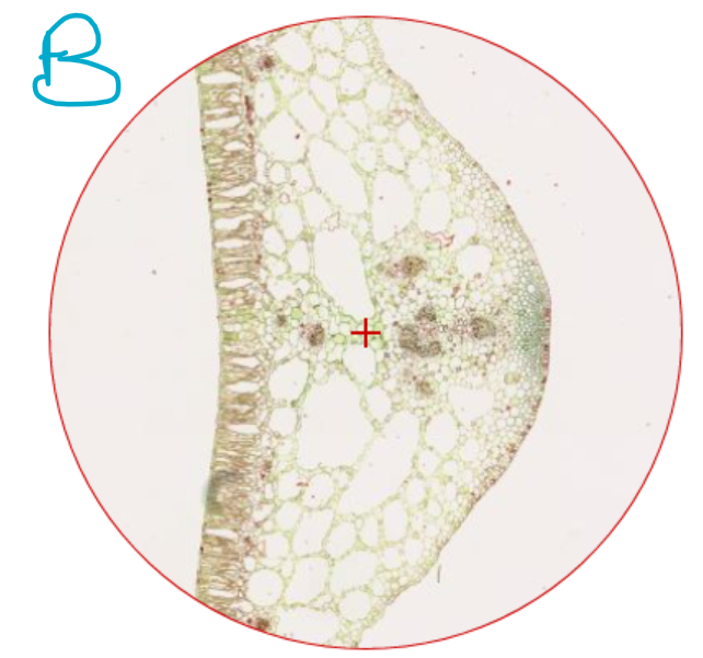 Solved Classify A, B, and C as mesophyte, xerophyte or | Chegg.com
