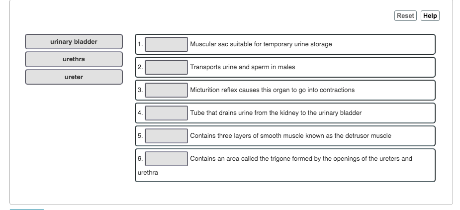 Solved Reset Help Urinary Bladder Muscular Sac Suitable For 