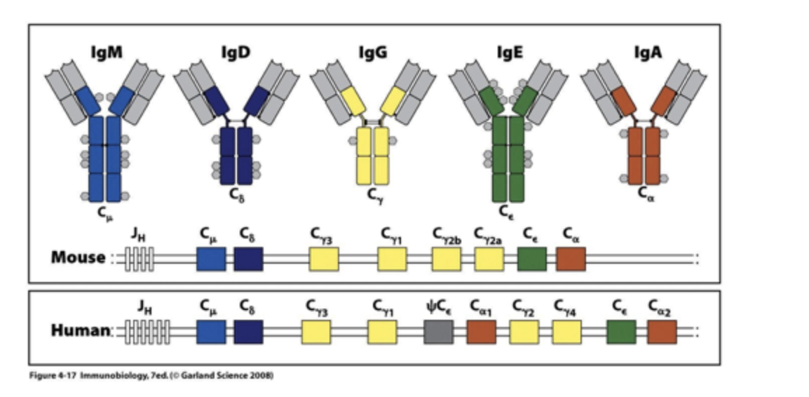 Solved Igm Igd Igg Ige Iga Cb C1 C2 C2a C Ca Jh Mouse Chegg Com