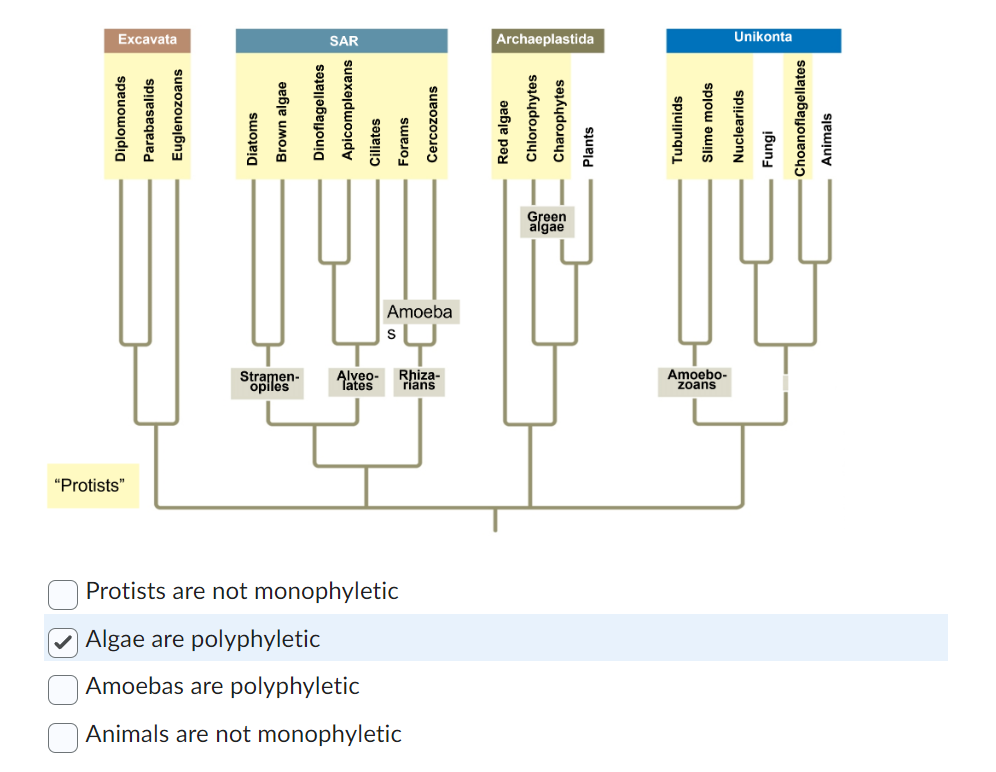 Solved Which of the following traits do archaeans and