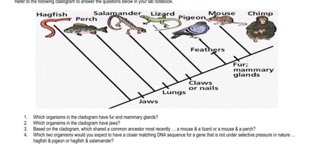 Solved Refer to the following cladogram to answer the Chegg