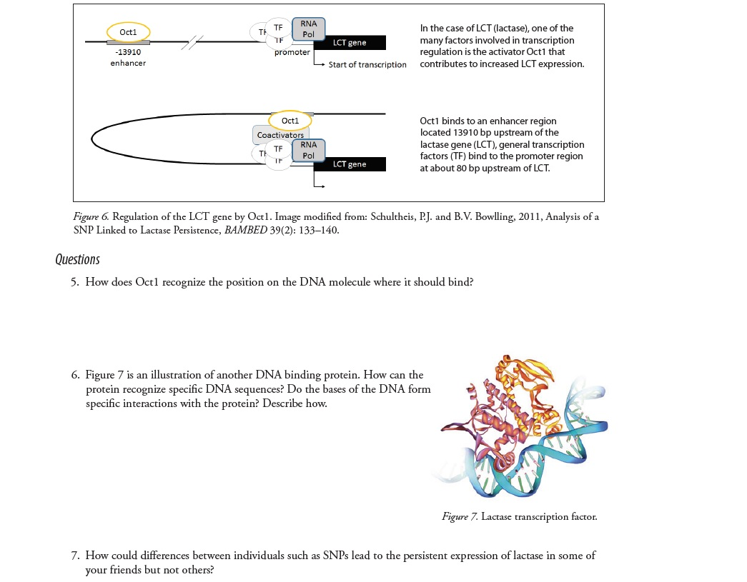 solved-activators-bind-to-genes-at-enhancer-sequences-and-chegg