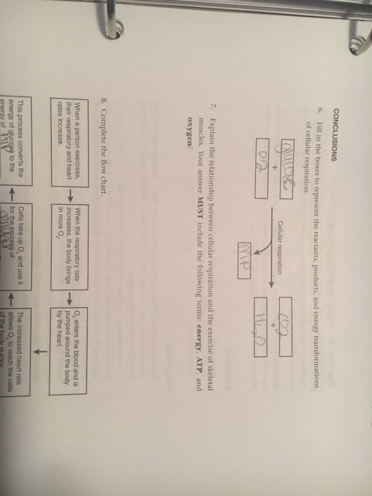 Cellular Respiration Reactants And Products Chart