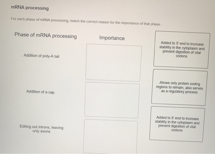 Solved mRNA processing For each phase of mRNA processing, | Chegg.com