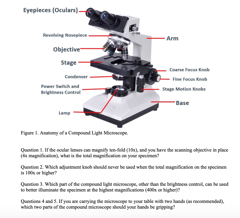 Solved Eyepieces (Oculars) - Revolving Nosepiece Arm | Chegg.com