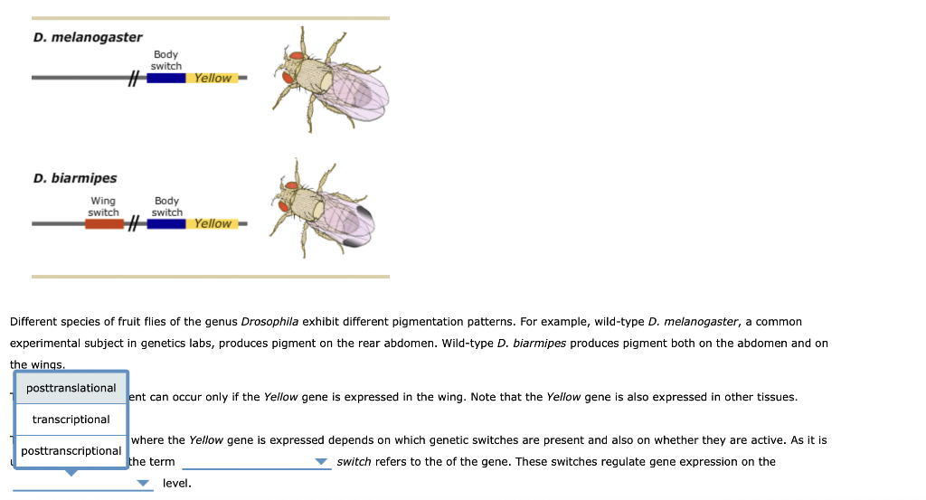 Solved D. melanogaster Body switch # Yellow - D. biarmipes | Chegg.com