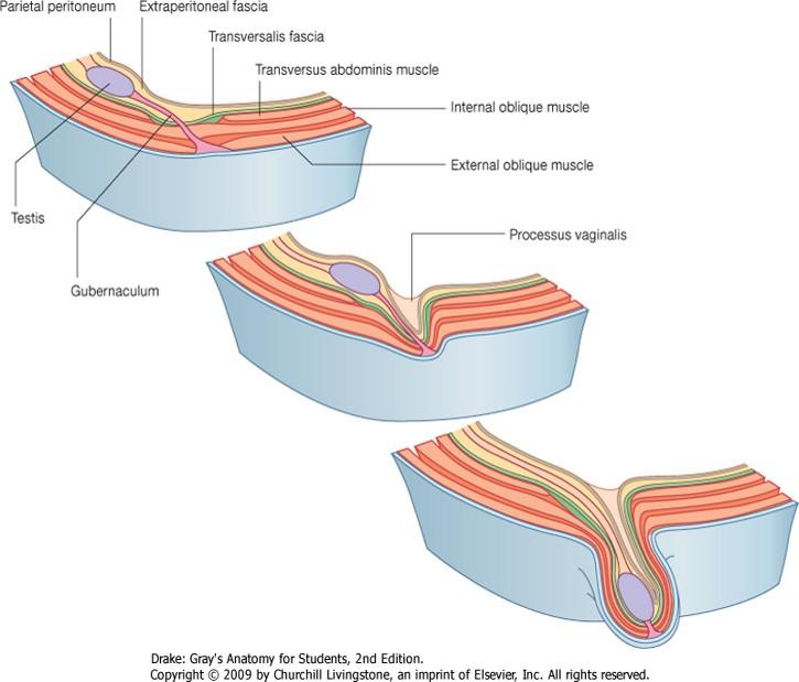 extraperitoneal fascia