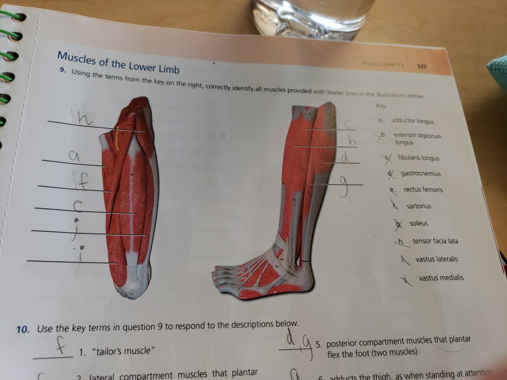 Identify The Muscles Of The Lower Limb