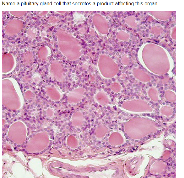 Solved Name a pituitary gland cell that secretes a product | Chegg.com