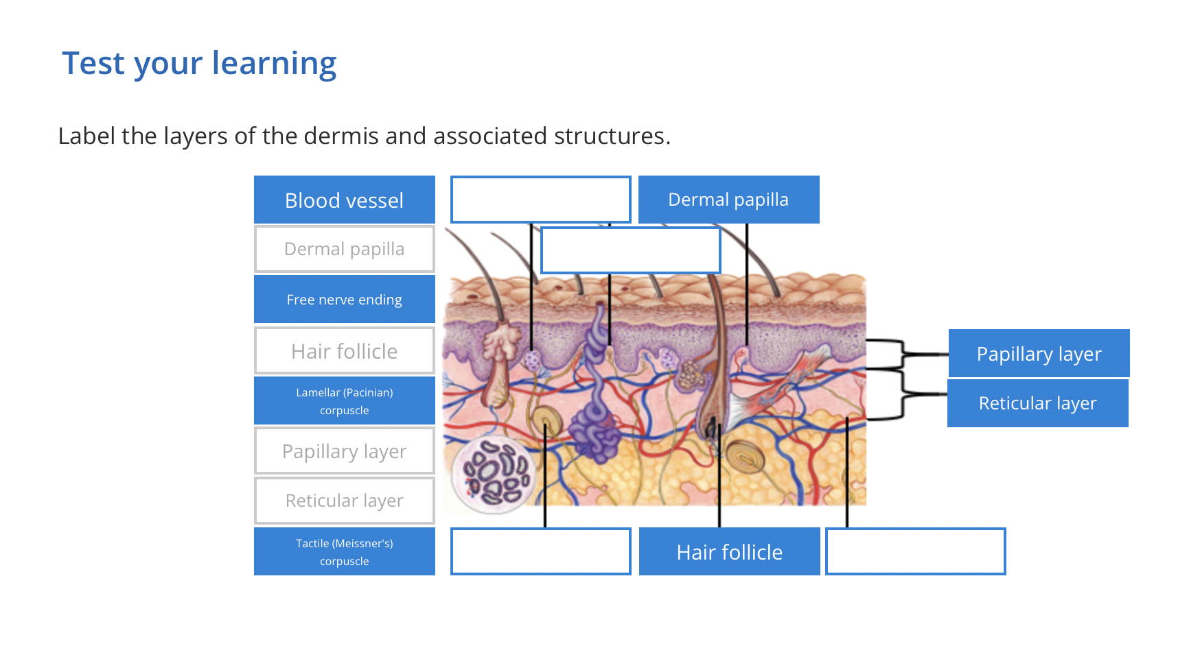 Solved Test your learning Label the layers of the dermis and | Chegg.com