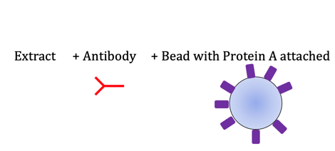 Solved 1. You carry out the cell aggregation experiment | Chegg.com