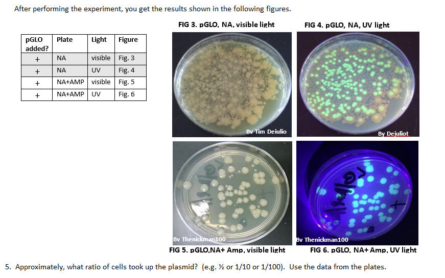Transformation (bacteria) - AccessScience from McGraw-Hill 