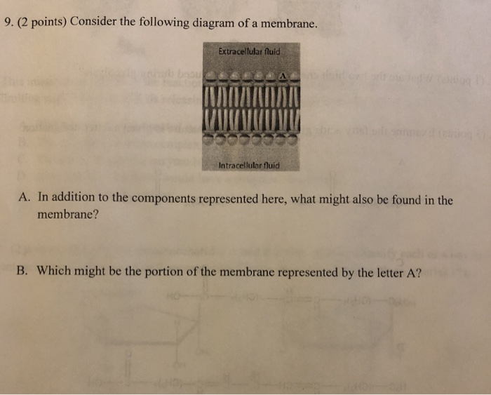 Solved 9. (2 points) Consider the following diagram of a | Chegg.com