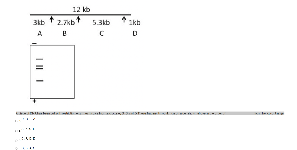 Solved 12 kb 1 Тkb 3kb 2.7kb 1 5.3kb D B C D |||| + A piece | Chegg.com
