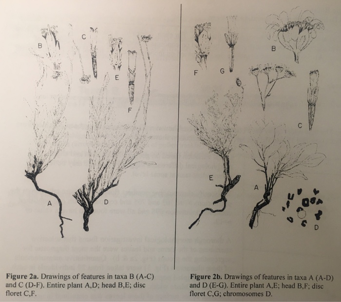 Solved Biology 302- Systematic Botany Case Studies in Taxon | Chegg.com