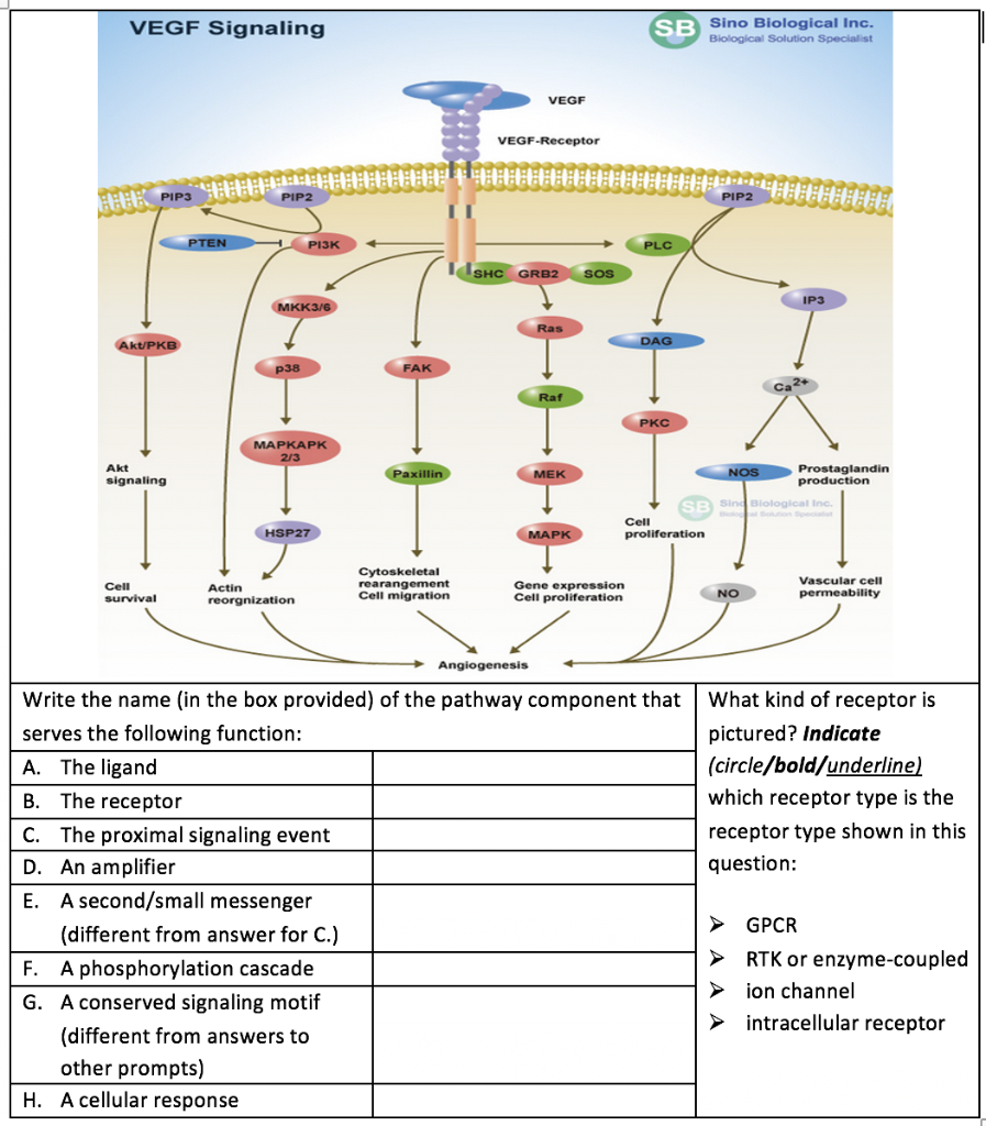 Solved Vascular endothelial growth factors (VEGF) stimulate | Chegg.com