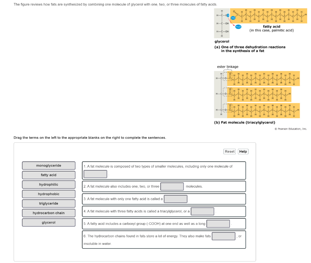 solved-the-figure-reviews-how-fats-are-synthesized-by-com-chegg