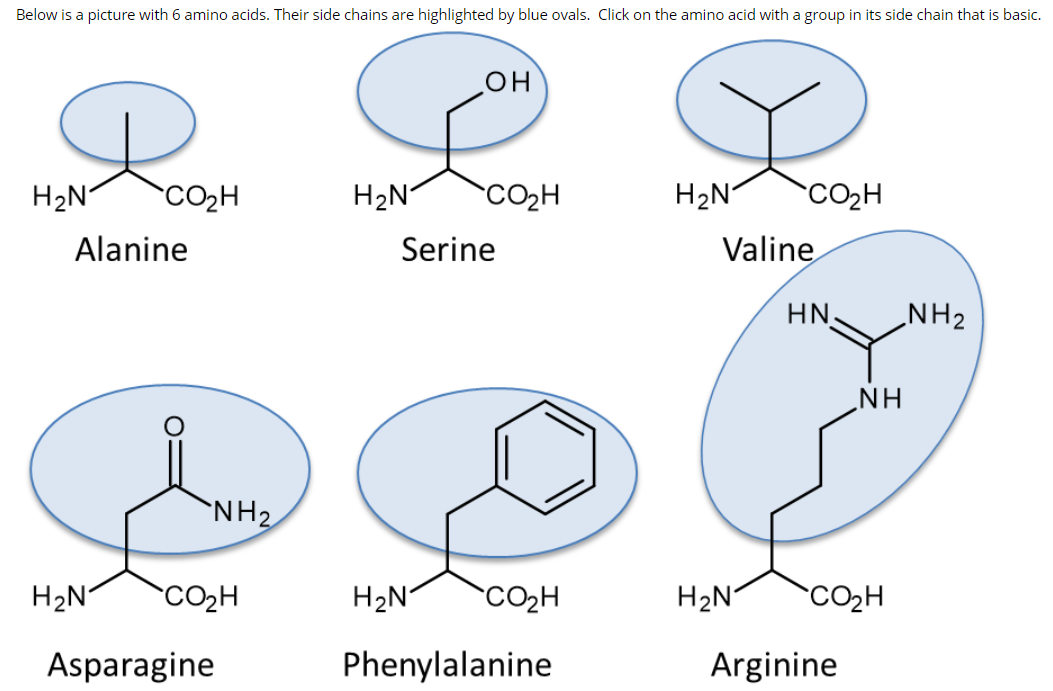 Solved Below is a picture with 6 amino acids. Their side | Chegg.com