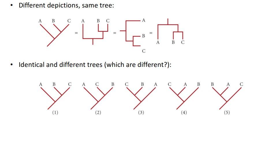 Solved - Different Depictions, Same Tree: - Identical And 