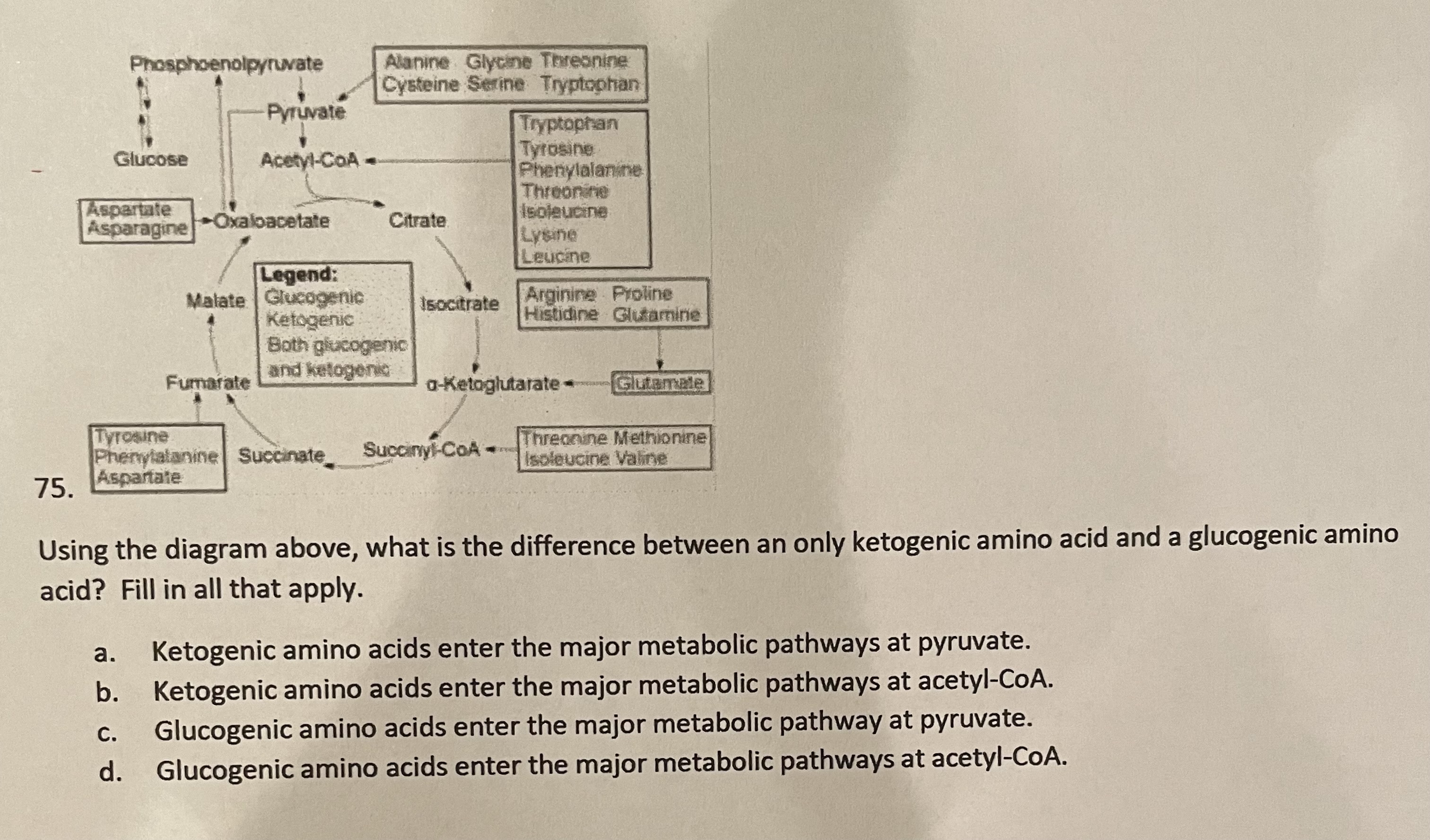 Using the diagram above, what is the difference between an only ketogenic amino acid and a glucogenic amino acid? Fill in all