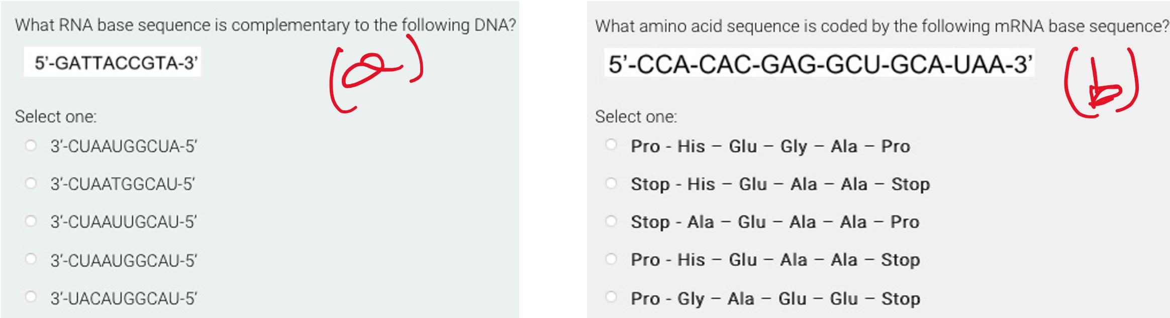 Solved What RNA base sequence is complementary to the | Chegg.com