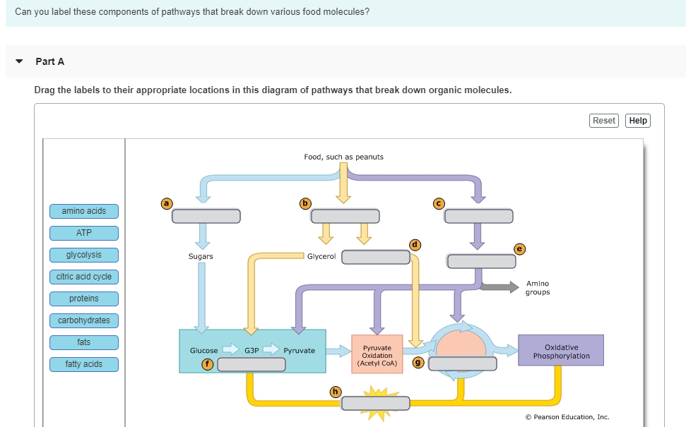 Match the labels on the diagram