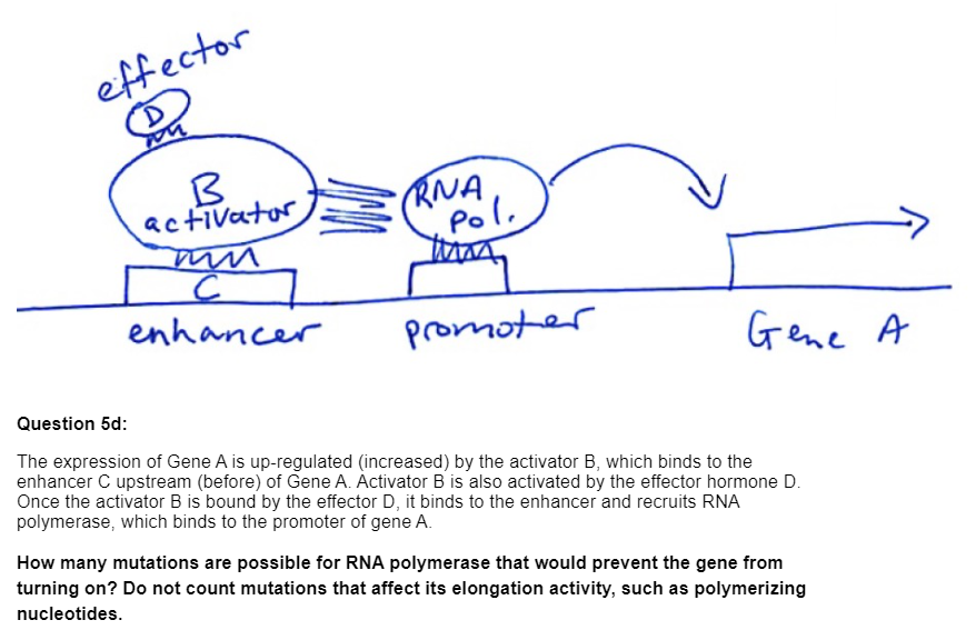 Solved effector B activator RNA Pole С C enhancer promoter | Chegg.com