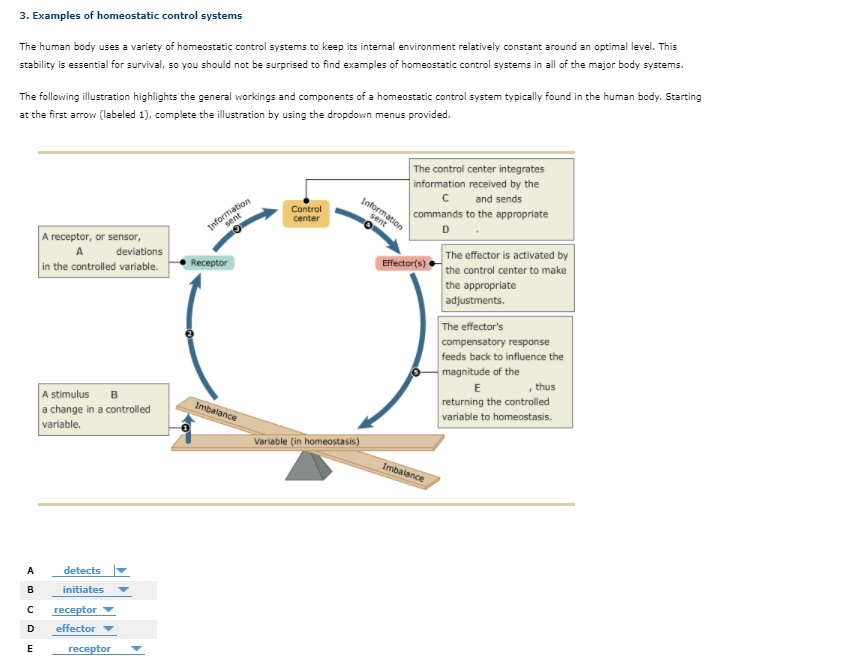 solved-3-examples-of-homeostatic-control-systems-the-human-chegg