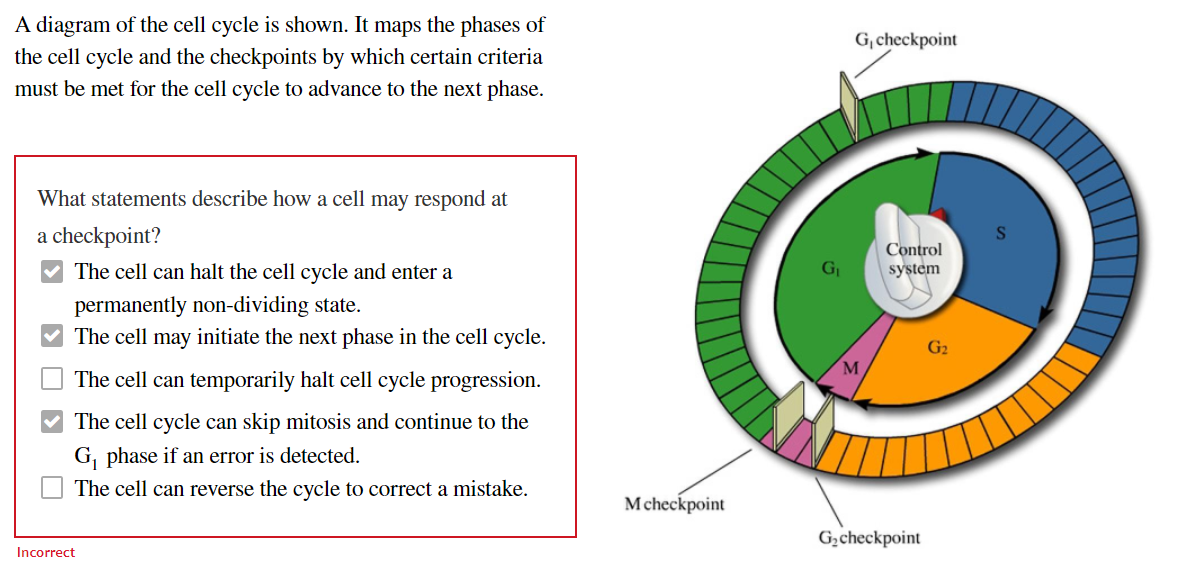 cell cycle diagram with checkpoints