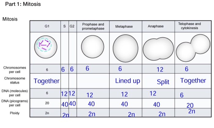 Solved Metaphase/waphas Metaphase Anaphase Telophasel and | Chegg.com