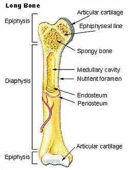 Chapter 5 Skeletal System Flashcards Chegg Com