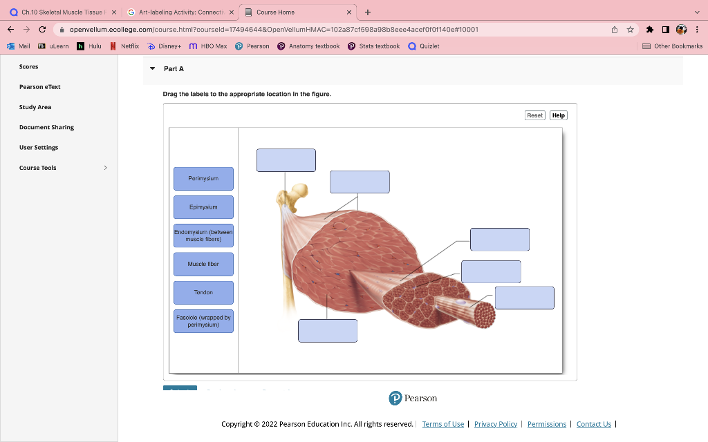 Art-labeling Activity: Connective tissue sheaths in | Chegg.com