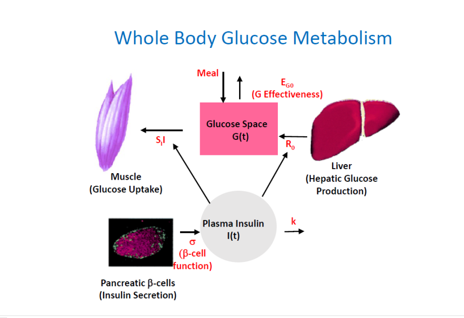 Solved The whole body glucose metabolism is given below. | Chegg.com