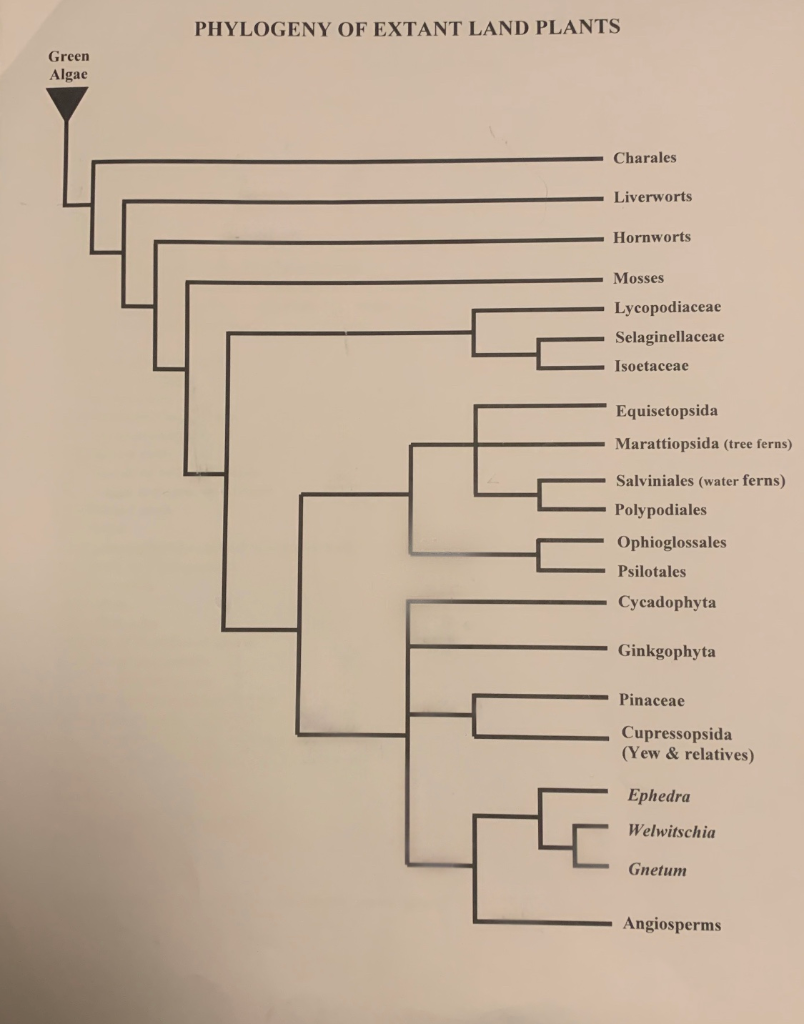 land plant phylogeny